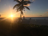 tropical tree and ocean