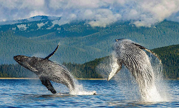 Humpback Whales