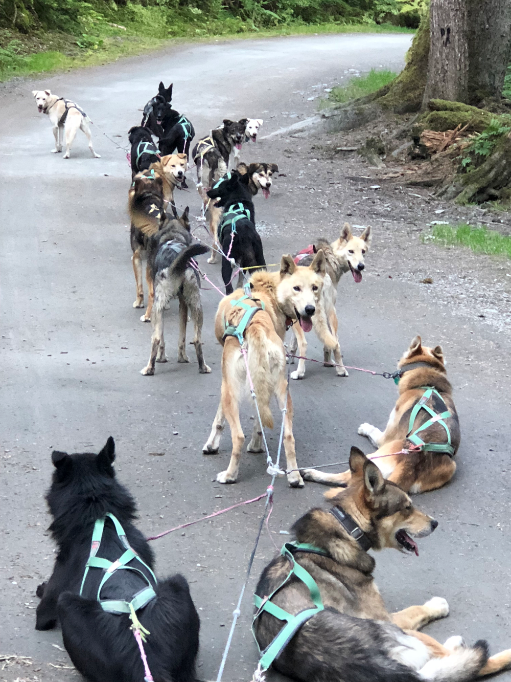 Dogsled Pack