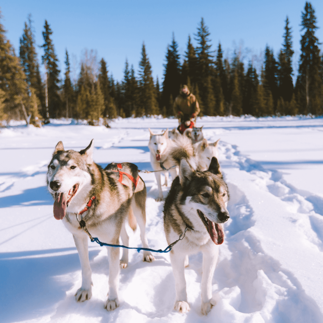 Husky