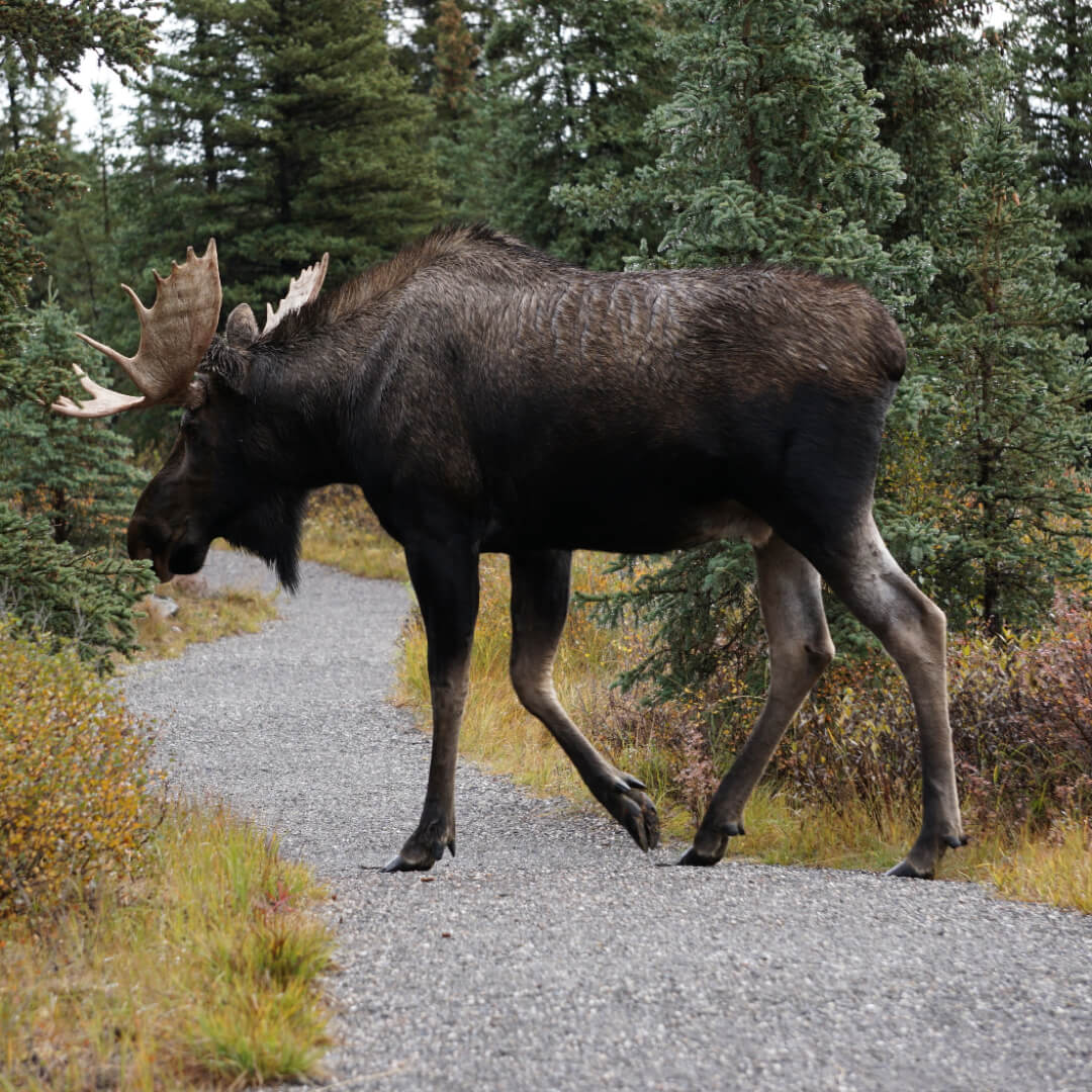 Moose Walking